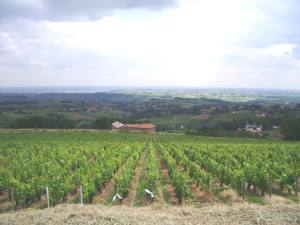 The vineyards